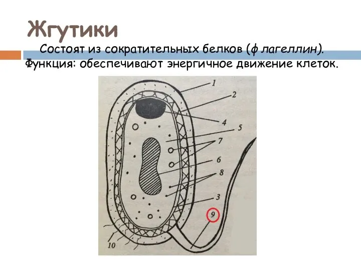 Жгутики Состоят из сократительных белков (флагеллин). Функция: обеспечивают энергичное движение клеток.