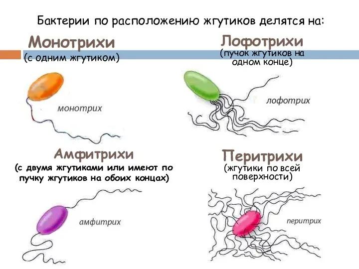 Бактерии по расположению жгутиков делятся на: Монотрихи (с одним жгутиком) Лофотрихи (пучок