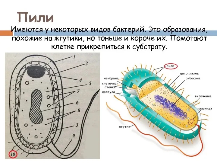 Пили Имеются у некоторых видов бактерий. Это образования, похожие на жгутики, но