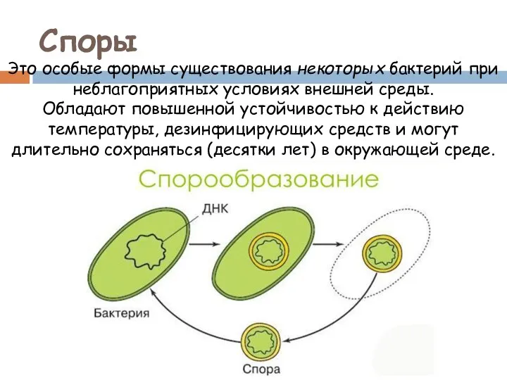 Споры Это особые формы существования некоторых бактерий при неблагоприятных условиях внешней среды.