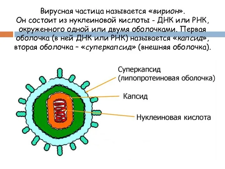 Вирусная частица называется «вирион». Он состоит из нуклеиновой кислоты - ДНК или