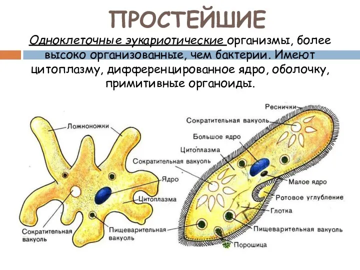 ПРОСТЕЙШИЕ Одноклеточные эукариотические организмы, более высоко организованные, чем бактерии. Имеют цитоплазму, дифференцированное ядро, оболочку, примитивные органоиды.