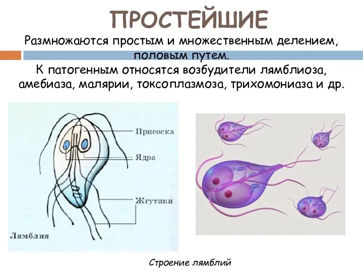 ПРОСТЕЙШИЕ Размножаются простым и множественным делением, половым путем. К патогенным относятся возбудители