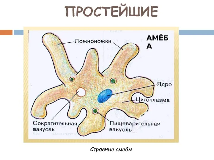 ПРОСТЕЙШИЕ Строение амебы