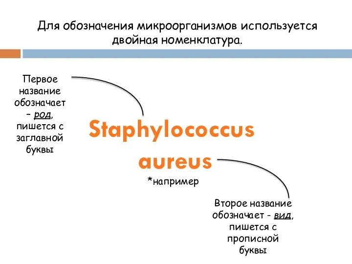 Для обозначения микроорганизмов используется двойная номенклатура. Staphylococcus aureus Первое название обозначает –