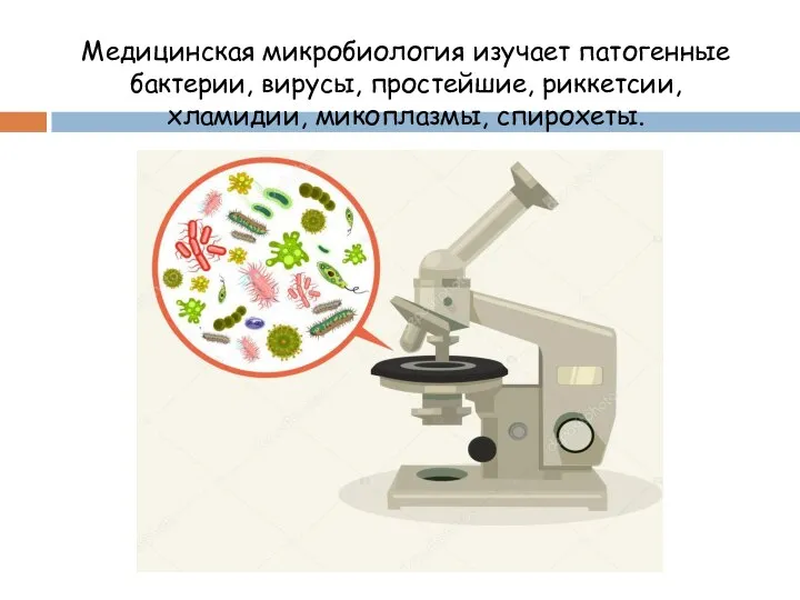 Медицинская микробиология изучает патогенные бактерии, вирусы, простейшие, риккетсии, хламидии, микоплазмы, спирохеты.