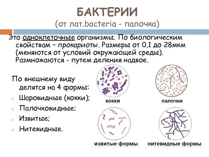 БАКТЕРИИ (от лат.bacteria - палочка) Это одноклеточные организмы. По биологическим свойствам –