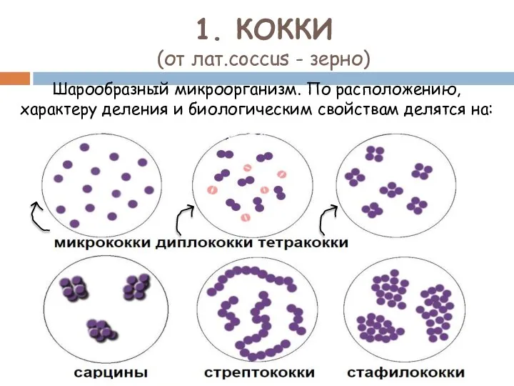 1. КОККИ (от лат.coccus - зерно) Шарообразный микроорганизм. По расположению, характеру деления