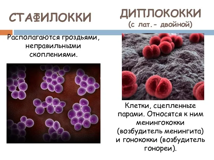 СТАФИЛОККИ Располагаются гроздьями, неправильными скоплениями. ДИПЛОКОККИ (с лат.- двойной) Клетки, сцепленные парами.