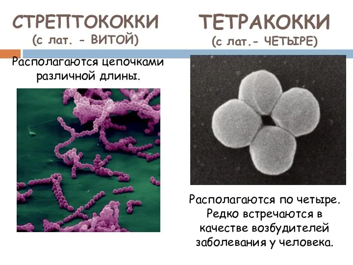 СТРЕПТОКОККИ (с лат. - ВИТОЙ) Располагаются цепочками различной длины. ТЕТРАКОККИ (с лат.-