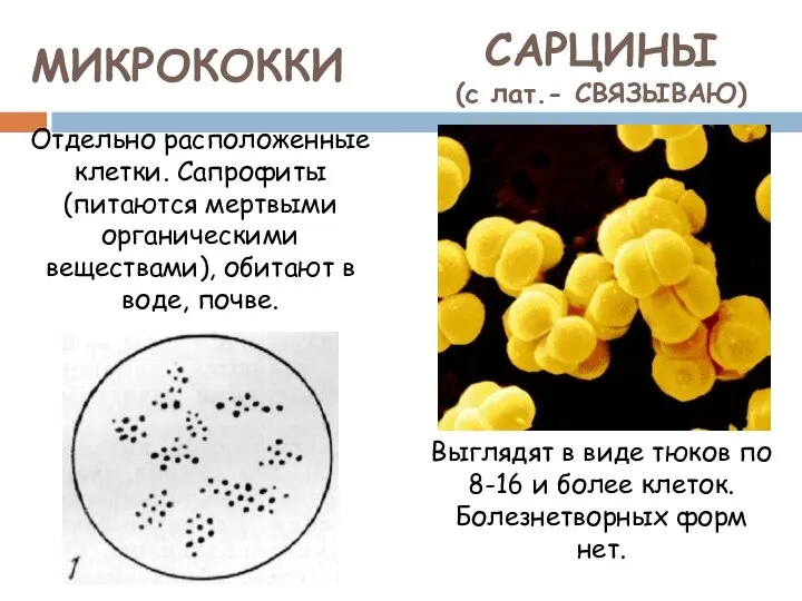 МИКРОКОККИ Отдельно расположенные клетки. Сапрофиты (питаются мертвыми органическими веществами), обитают в воде,