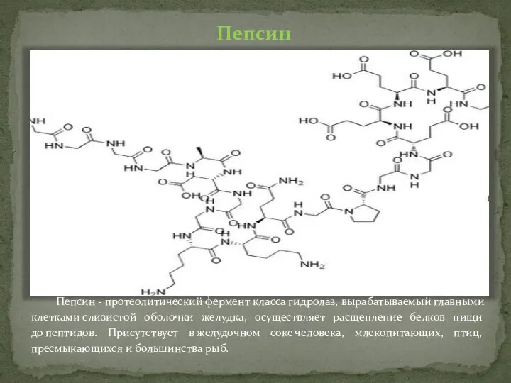 Пепсин Пепсин - протеолитический фермент класса гидролаз, вырабатываемый главными клетками слизистой оболочки