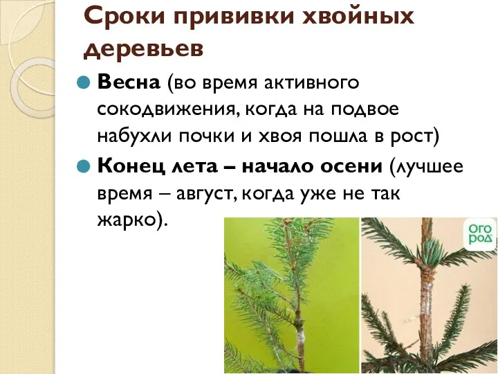 Сроки прививки хвойных деревьев Весна (во время активного сокодвижения, когда на подвое
