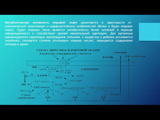 Метаболическая активность жировой ткани различается в зависимости от анатомической локализации и морфологических