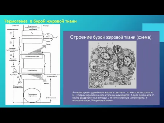 Термогенез в бурой жировой ткани