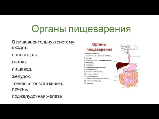 Органы пищеварения В пищеварительную систему входят: полость рта, глотка, пищевод, желудок, тонкая