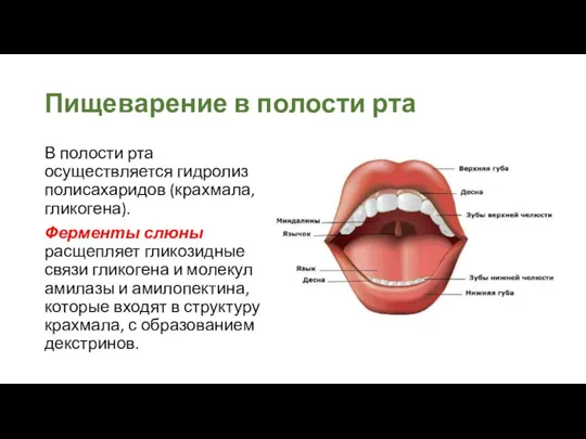 Пищеварение в полости рта В полости рта осуществляется гидролиз полисахаридов (крахмала, гликогена).