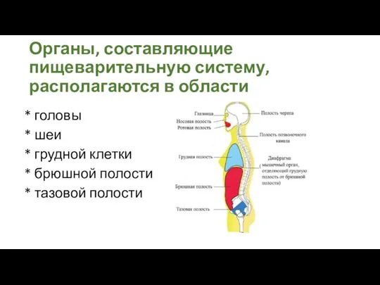 Органы, составляющие пищеварительную систему, располагаются в области * головы * шеи *