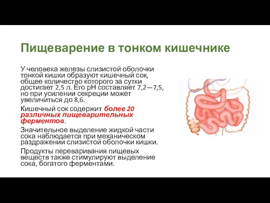 Пищеварение в тонком кишечнике У человека железы слизистой оболочки тонкой кишки образуют