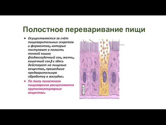 Полостное переваривание пищи