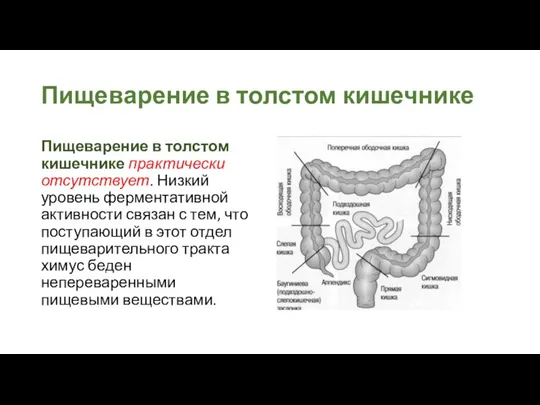 Пищеварение в толстом кишечнике Пищеварение в толстом кишечнике практически отсутствует. Низкий уровень