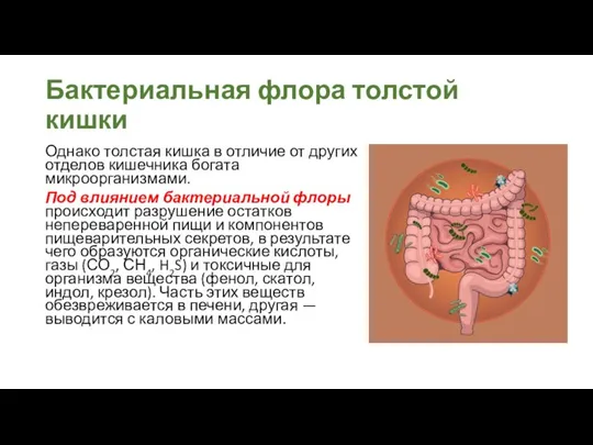 Бактериальная флора толстой кишки Однако толстая кишка в отличие от других отделов