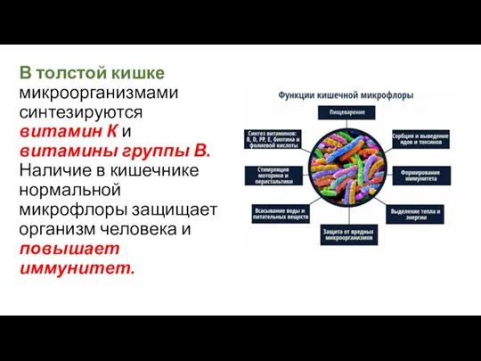 В толстой кишке микроорганизмами синтезируются витамин К и витамины группы В. Наличие