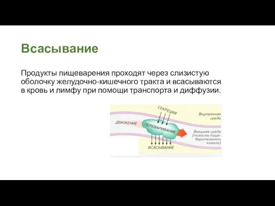 Всасывание Продукты пищеварения проходят через слизистую оболочку желудочно-кишечного тракта и всасываются в