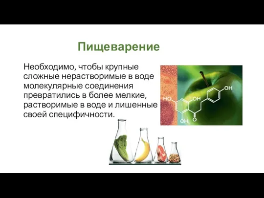 Пищеварение Необходимо, чтобы крупные сложные нерастворимые в воде молекулярные соединения превратились в