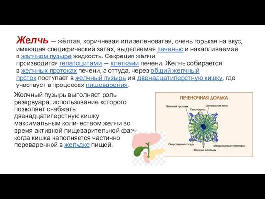 Желчь — жёлтая, коричневая или зеленоватая, очень горькая на вкус, имеющая специфический