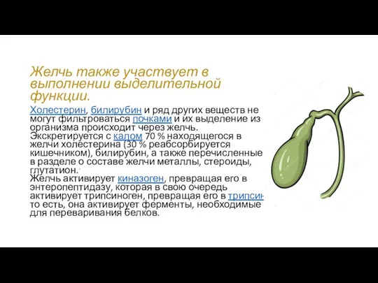 Желчь также участвует в выполнении выделительной функции. Холестерин, билирубин и ряд других