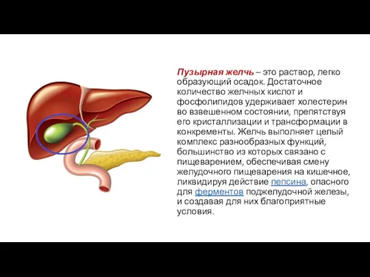 Пузырная желчь – это раствор, легко образующий осадок. Достаточное количество желчных кислот