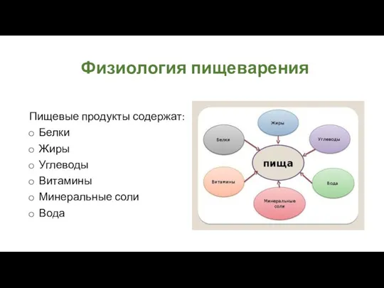 Физиология пищеварения Пищевые продукты содержат: Белки Жиры Углеводы Витамины Минеральные соли Вода