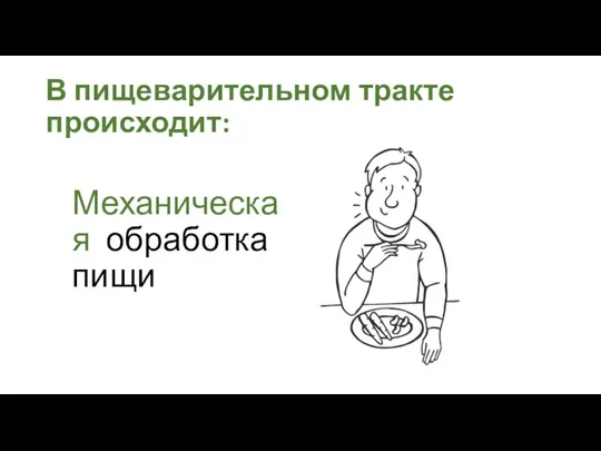 В пищеварительном тракте происходит: Механическая обработка пищи