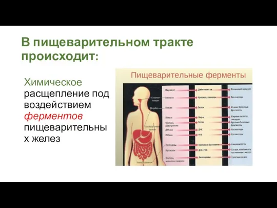 В пищеварительном тракте происходит: Химическое расщепление под воздействием ферментов пищеварительных желез