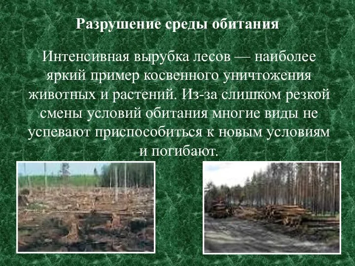 Разрушение среды обитания Интенсивная вырубка лесов — наиболее яркий пример косвенного уничтожения