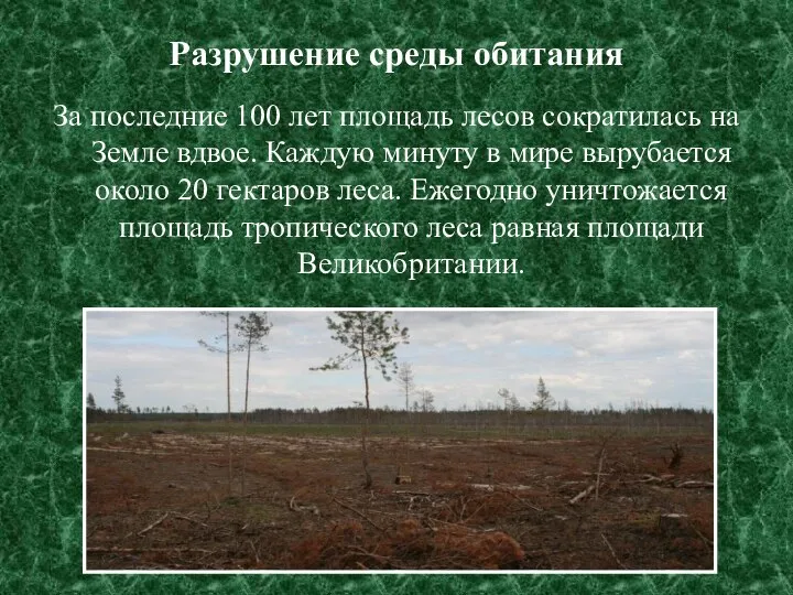 Разрушение среды обитания За последние 100 лет площадь лесов сократилась на Земле