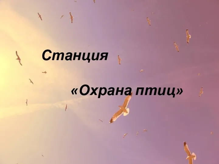 Станция «Охрана птиц»