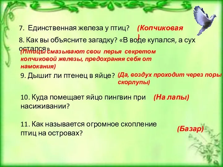 7. Единственная железа у птиц? (Копчиковая) 8. Как вы объясните загадку? «В