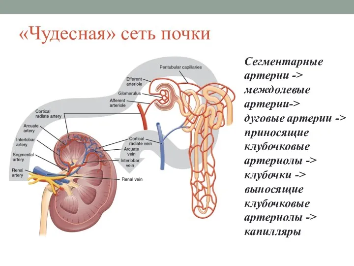 «Чудесная» сеть почки Сегментарные артерии -> междолевые артерии-> дуговые артерии -> приносящие