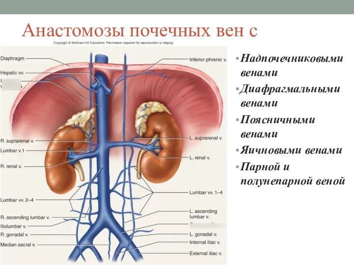 Анастомозы почечных вен с Надпочечниковыми венами Диафрагмальными венами Поясничными венами Яичновыми венами Парной и полунепарной веной