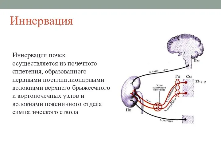 Иннервация Иннервация почек осуществляется из почечного сплетения, образованного нервными постганглионарными волокнами верхнего