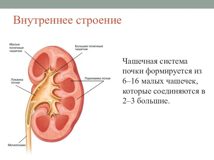 Внутреннее строение Чашечная система почки формируется из 6–16 малых чашечек, которые соединяются в 2–3 большие.