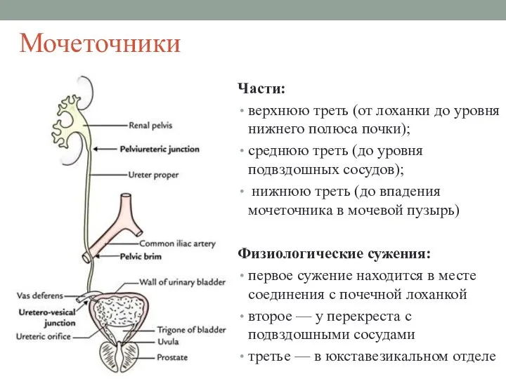 Мочеточники Части: верхнюю треть (от лоханки до уровня нижнего полюса почки); среднюю