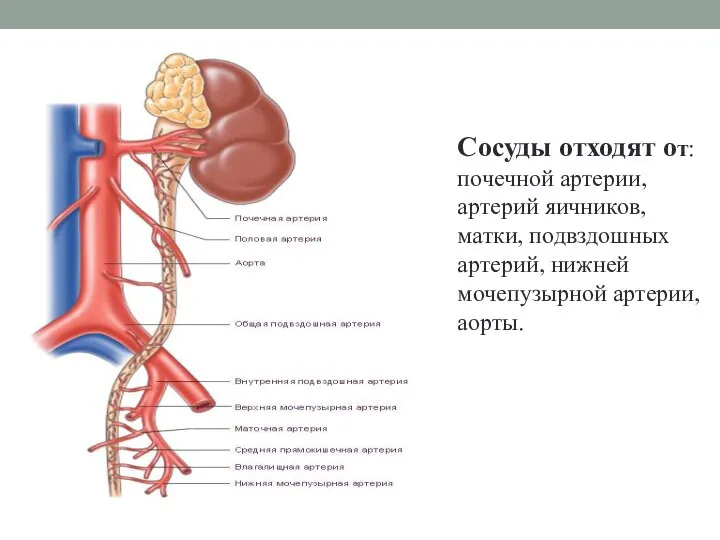 Сосуды отходят от: почечной артерии, артерий яичников, матки, подвздошных артерий, нижней мочепузырной артерии, аорты.