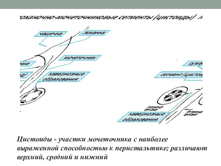 Цистоиды - участки мочеточника с наиболее выраженной способностью к перистальтике; различают верхний, средний и нижний