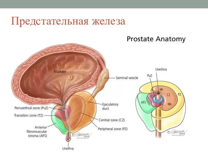 Предстательная железа