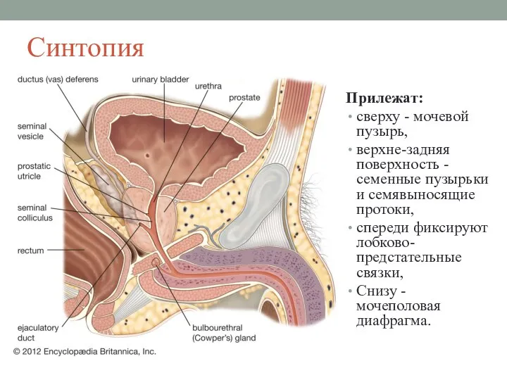 Синтопия Прилежат: сверху - мочевой пузырь, верхне-задняя поверхность - семенные пузырьки и