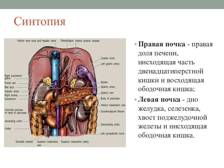 Синтопия Правая почка - правая доля печени, нисходящая часть двенадцатиперстной кишки и