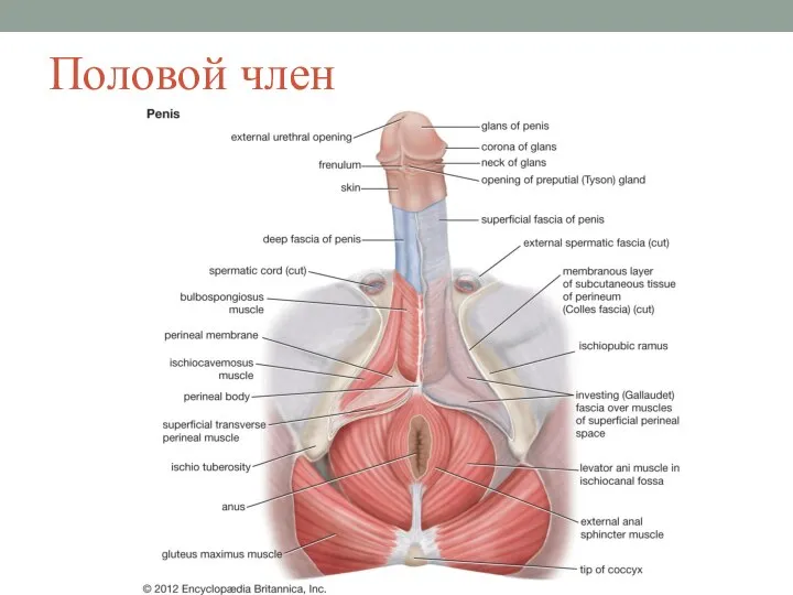 Половой член